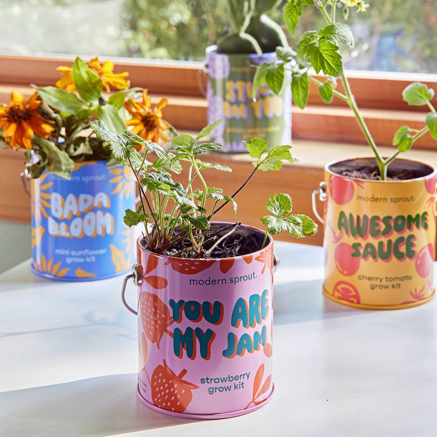 Complimentary Color Grow Kits: You are My Jam