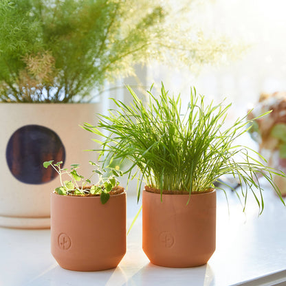 Tiny Terracotta Pet Grow Kits: Curious Catnip