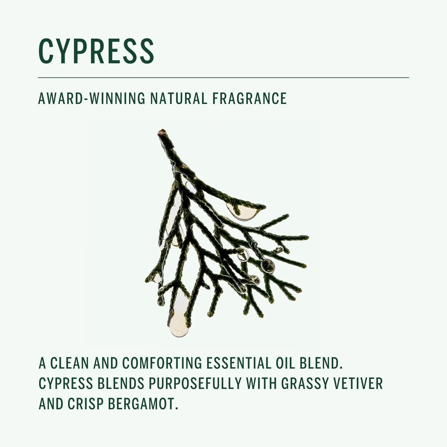 Corpus Cypress Shampoo