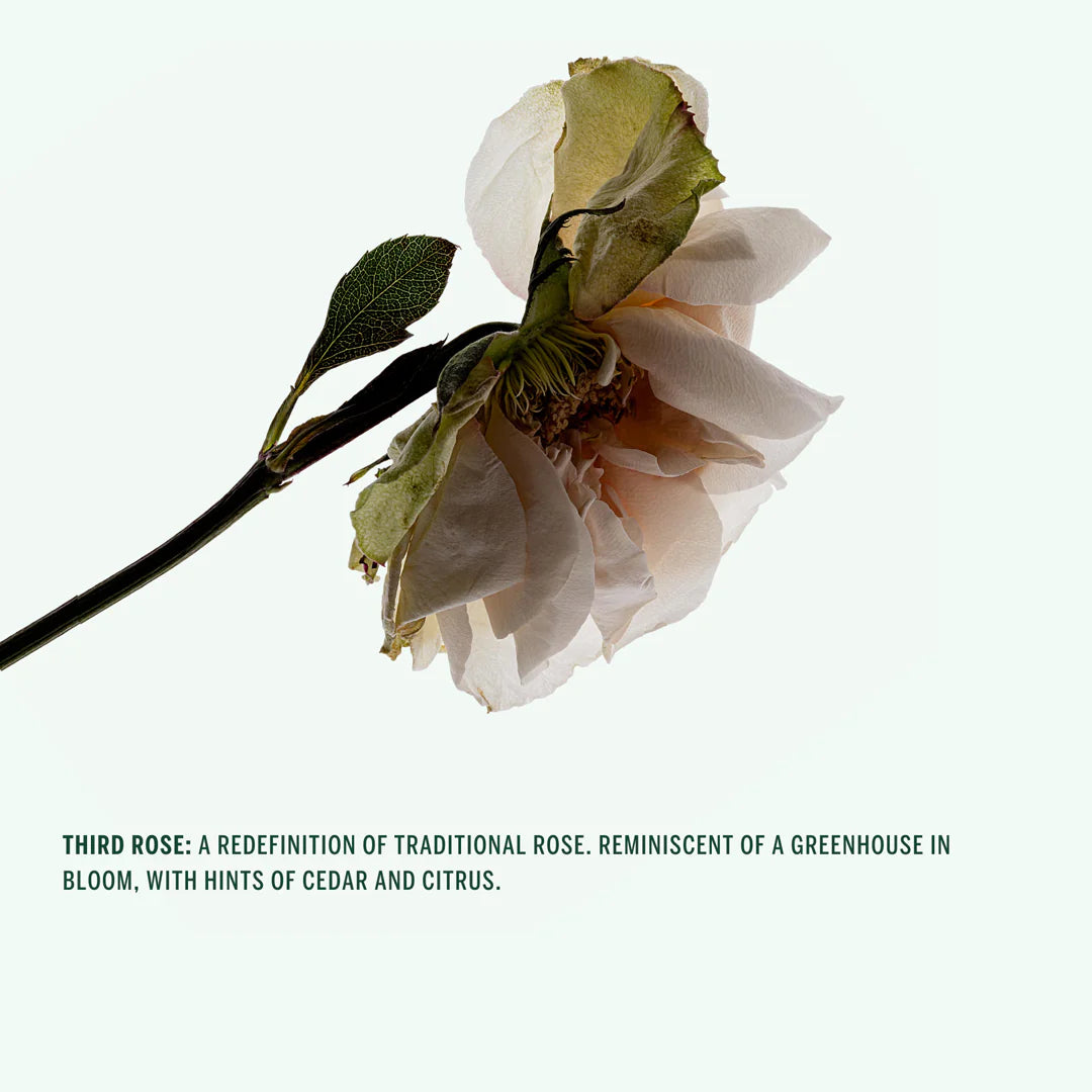 Corpus Body Wash: Third Rose